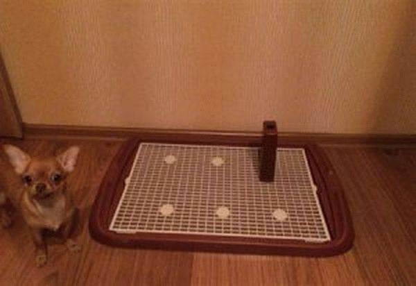 Как приучить щенка ходить в туалет на пеленку