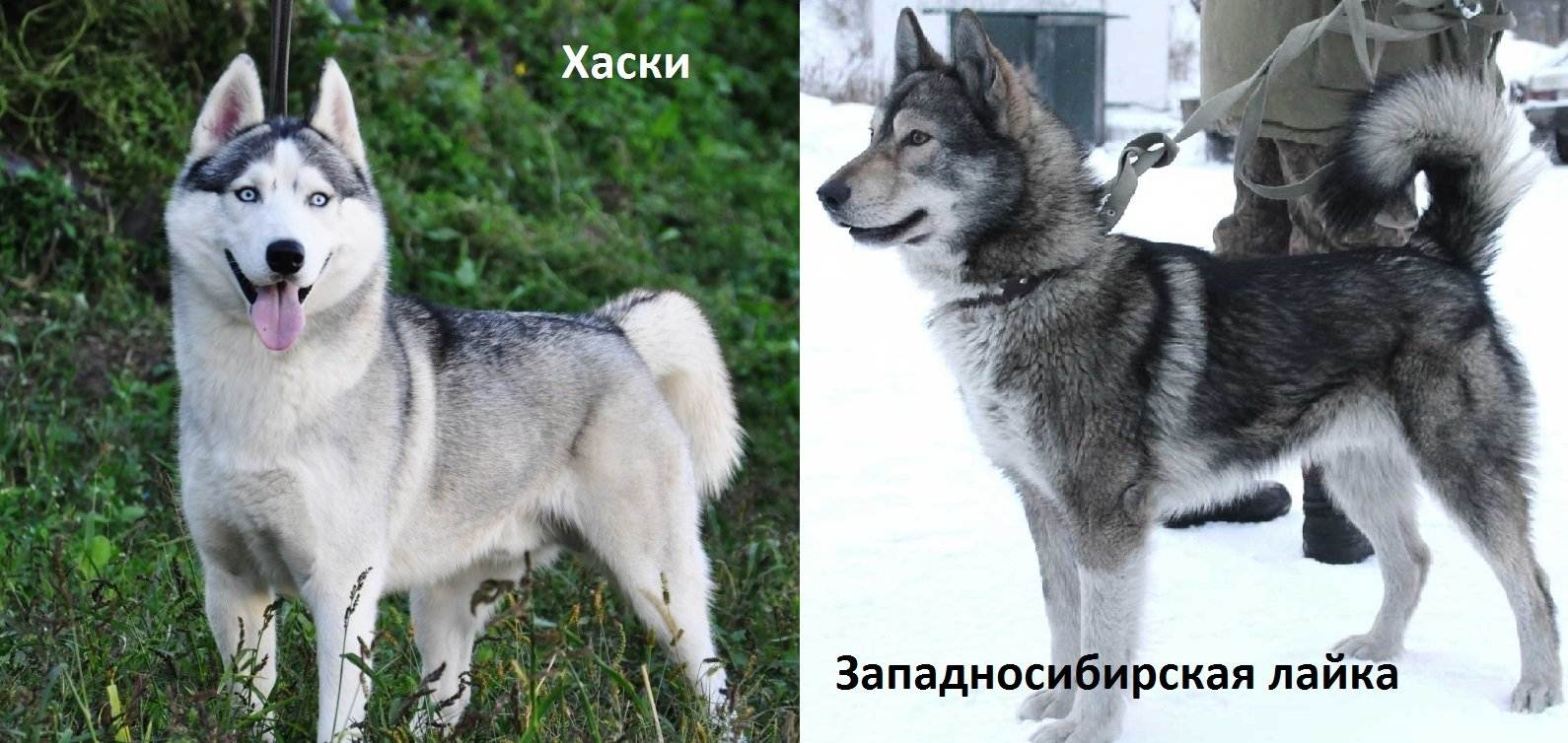 Отличия собак — лайки от хаски