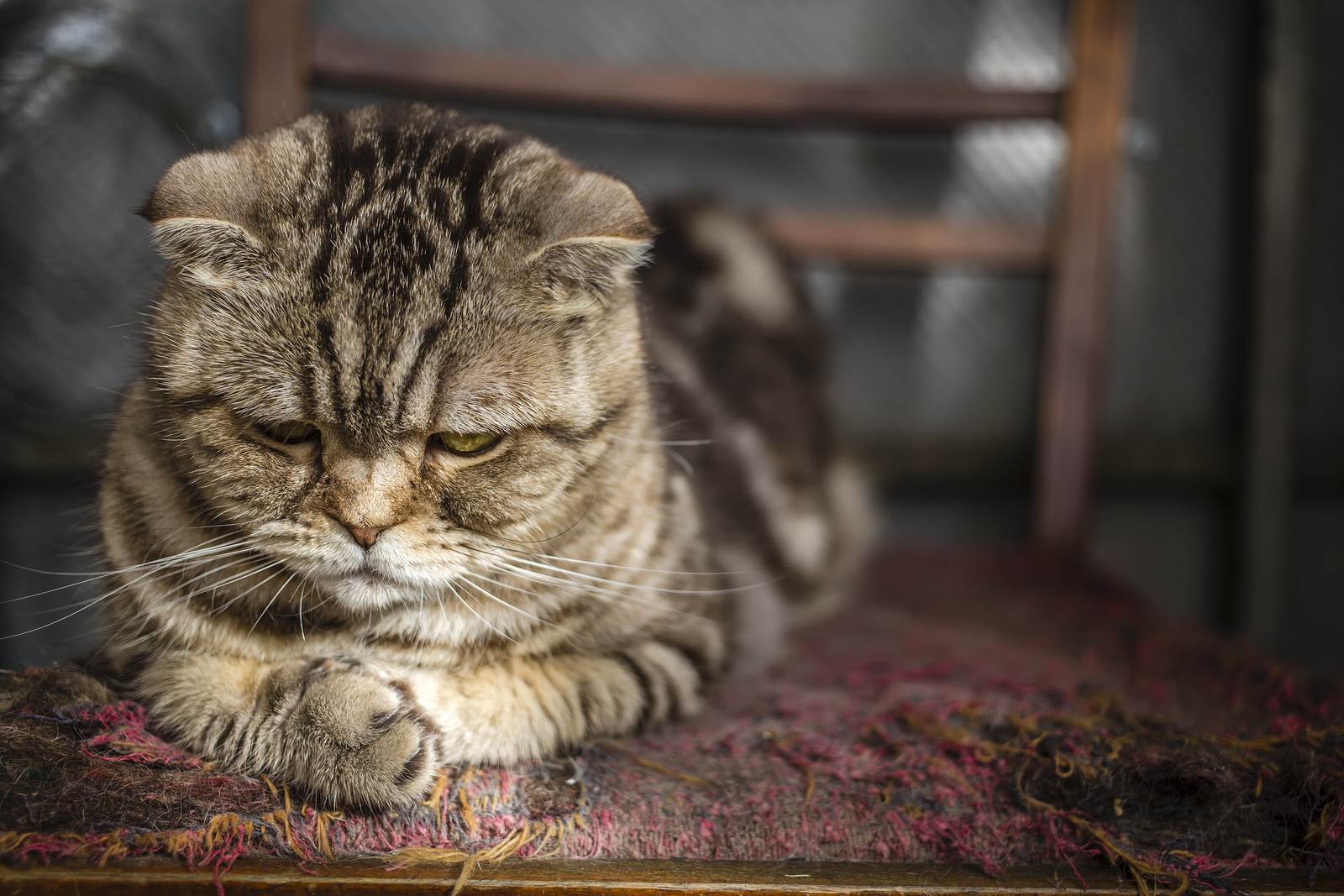 Что делать, если у кошки стресс? список симптомов и лечение на petstory