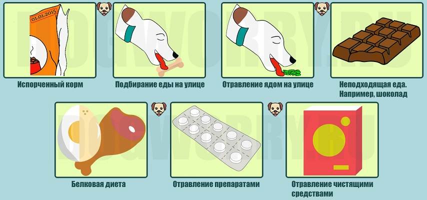 Отравление у собак: симптомы и признаки, вероятные причины и их предотвращение, первая помощь при отравлении собаки и дальнейшее лечение