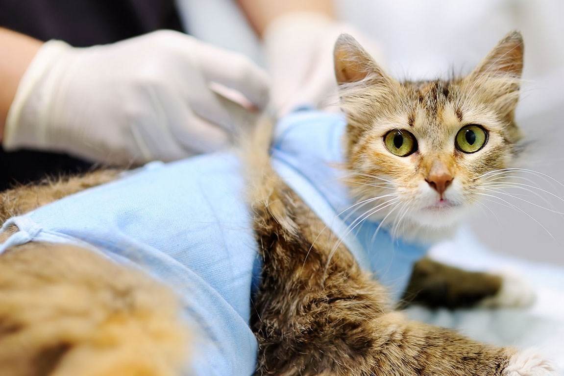 Как ухаживать за кошкой после стерилизации?
