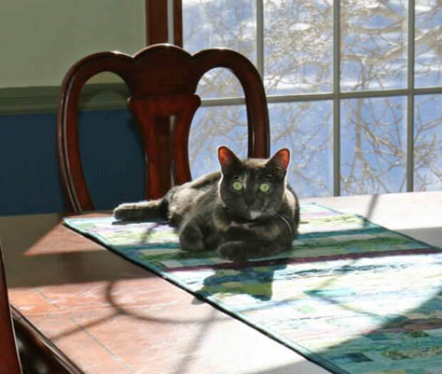 Как отучить кота лазить по столам и воровать еду?