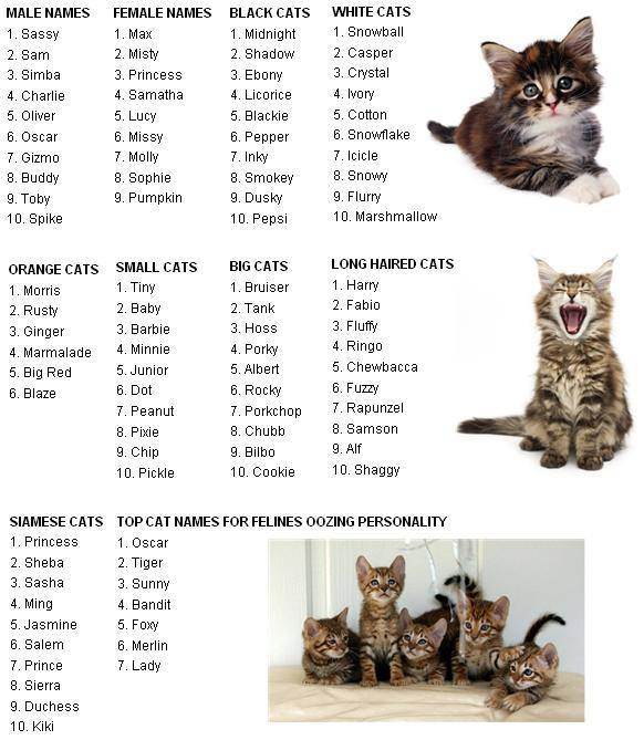 Имена для кошек: список редких, красивых, легких и прикольных кошачьих кличек и видео как можно прикольно назвать котенка девочку