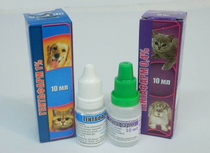 Насморк (ринит) у кошек - лечение в домашних условиях
