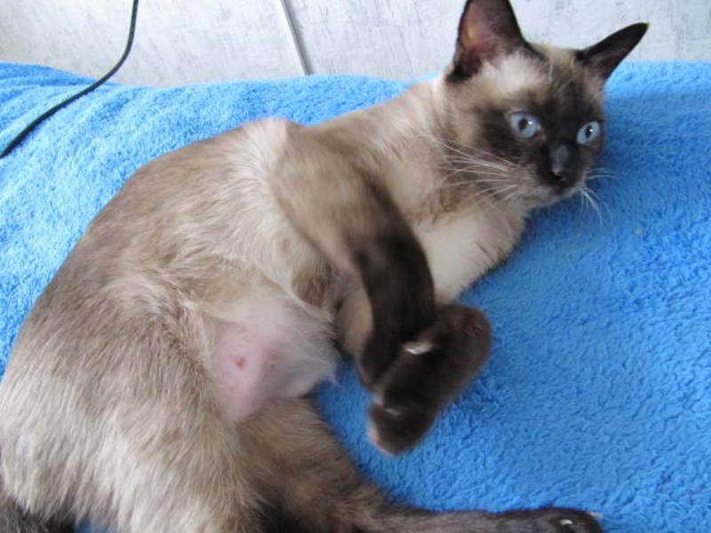 Рак молочной железы у кошки: почему появляется опухоль, как отличить её от мастопатии, лечение