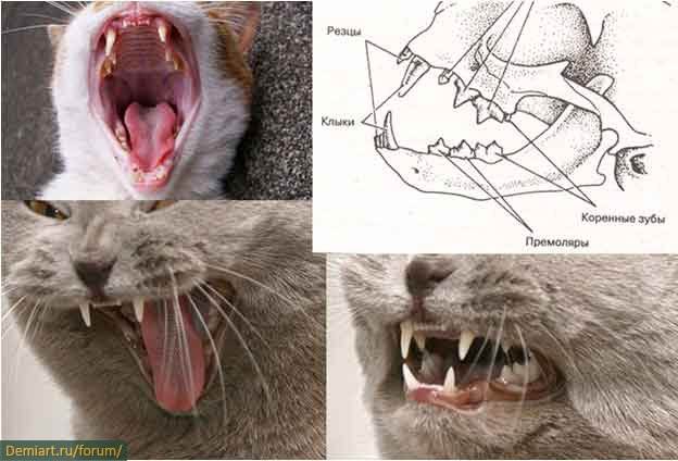 Молочные зубы у кошек: есть ли, выпадают ли и когда