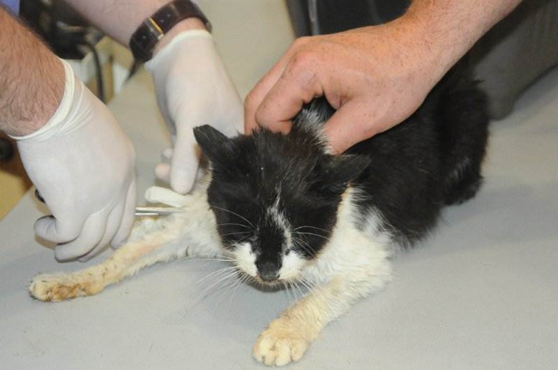 Лейкоз у кошек - 130 фото лечения опасного заболевания и ее профилактика