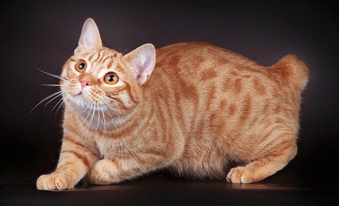 Порода кошек без хвоста: название и описание