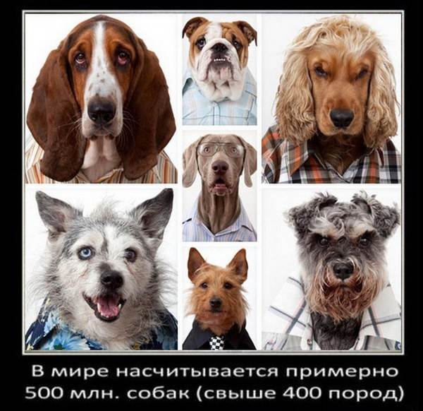 Породы собак, у которых вываливаются глаза: причины и первая помощь