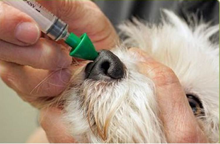 Бывает ли насморк у собак: симптомы ринита, что делать, если у собаки сопли и она чихает, возможное лечение