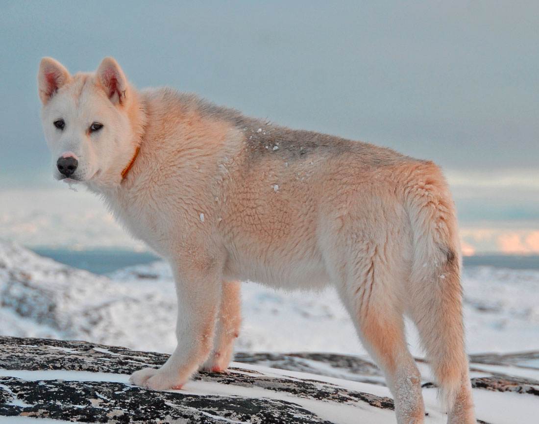Гренландская собака фото, внешний вид, характер и уход за породой