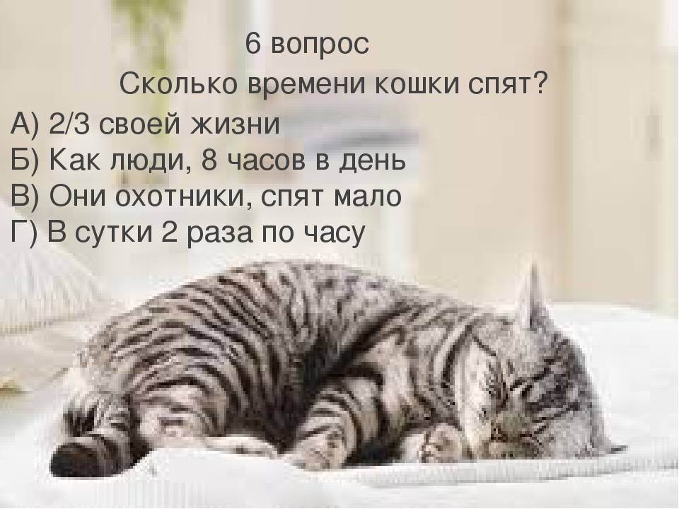 Сколько часов в сутки спят кошки | сколько процентов жизни