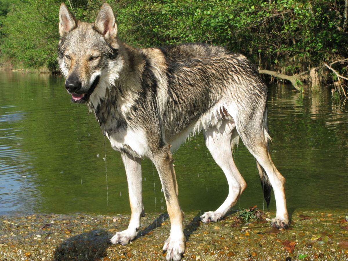 Гибрид волка – виды и описание породы, характеристики, мифы