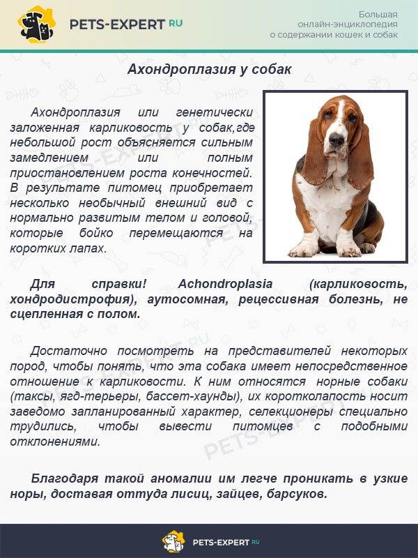 Бассет-хаунд: описание, характер собаки, питомники, уход, фото и видео