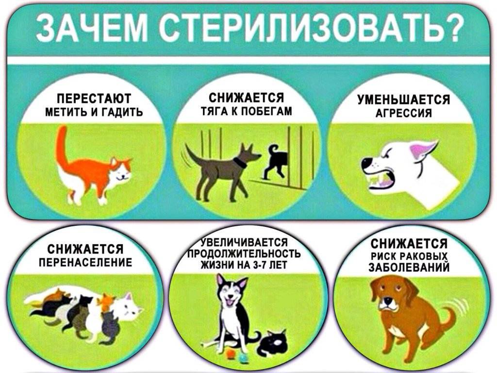 Основные виды стерилизации кошек и собак | ветпрактика