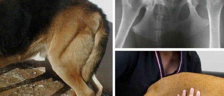 Хромота на грудную конечность из-за поражения плечевого сустава у собаки. решения с помощью артрокопии