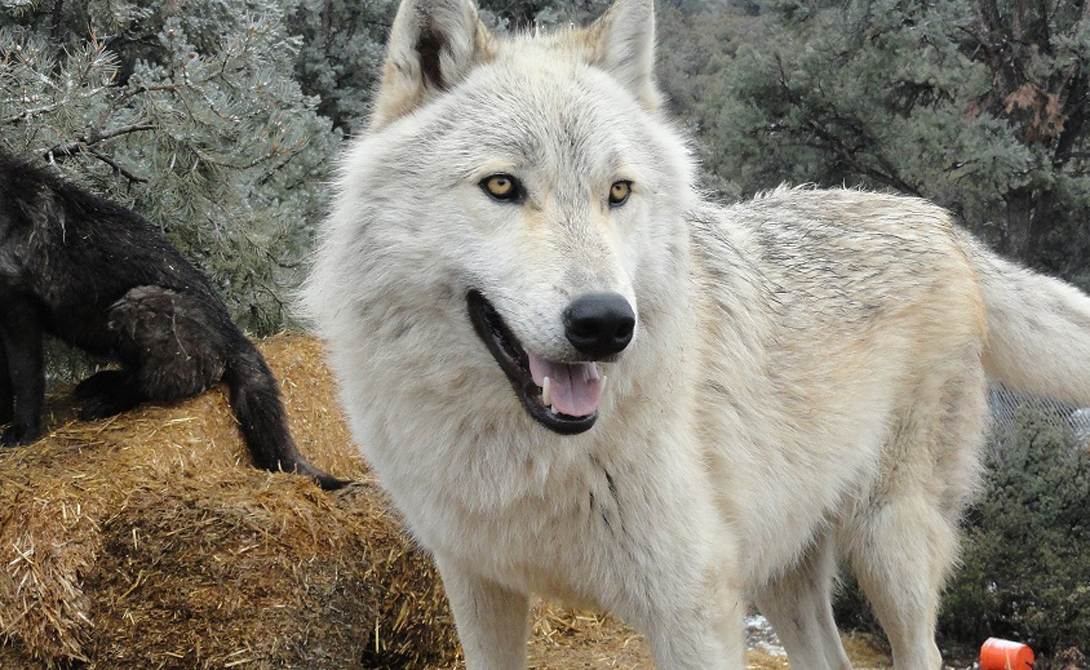 Волкособ — гибрид собаки и волка