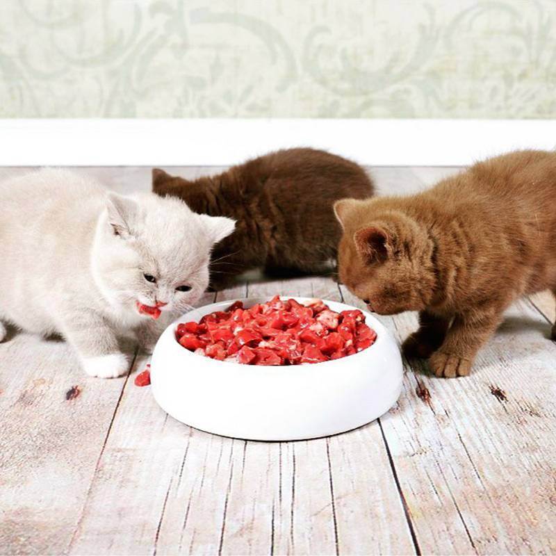 Чем лучше кормить кошку домашней едой или готовым кормом