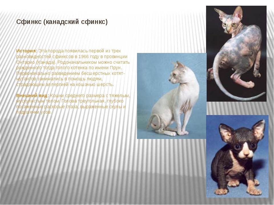 Описание породы кошек эльф: лысый эльф (кошка)