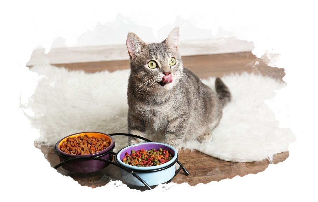 Классы кормов для кошек: сравнение и подробный анализ