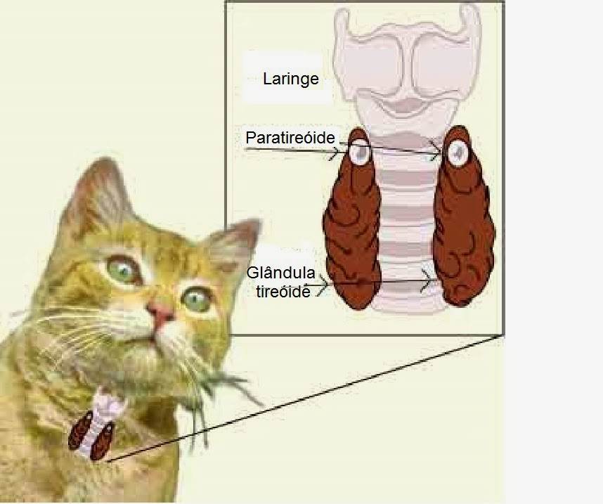 Гипертиреоз у кошек