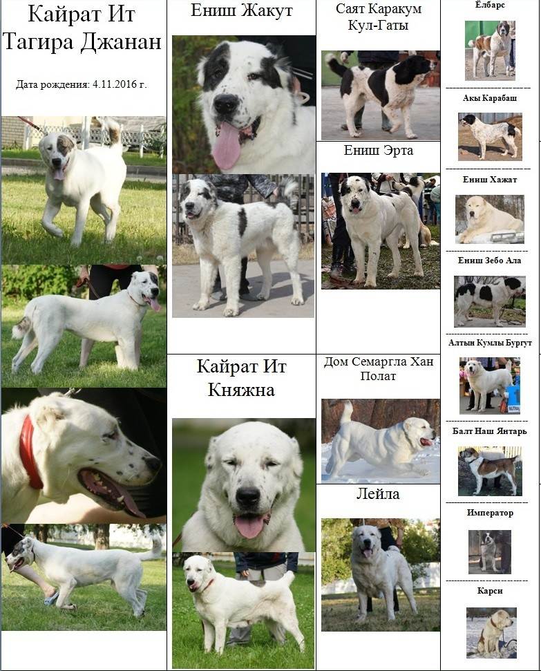 Большая белая собака: название породы, фото