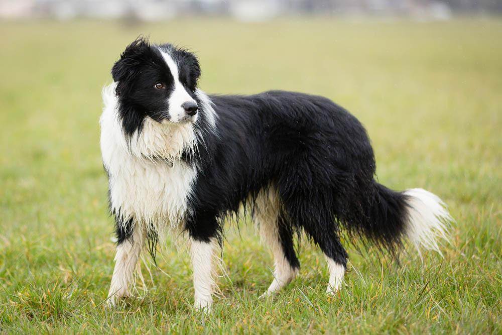 Самые лучшие пастушьи собаки в мире (фото), топ-10 самых лучших пород пастушьих собак планете земля