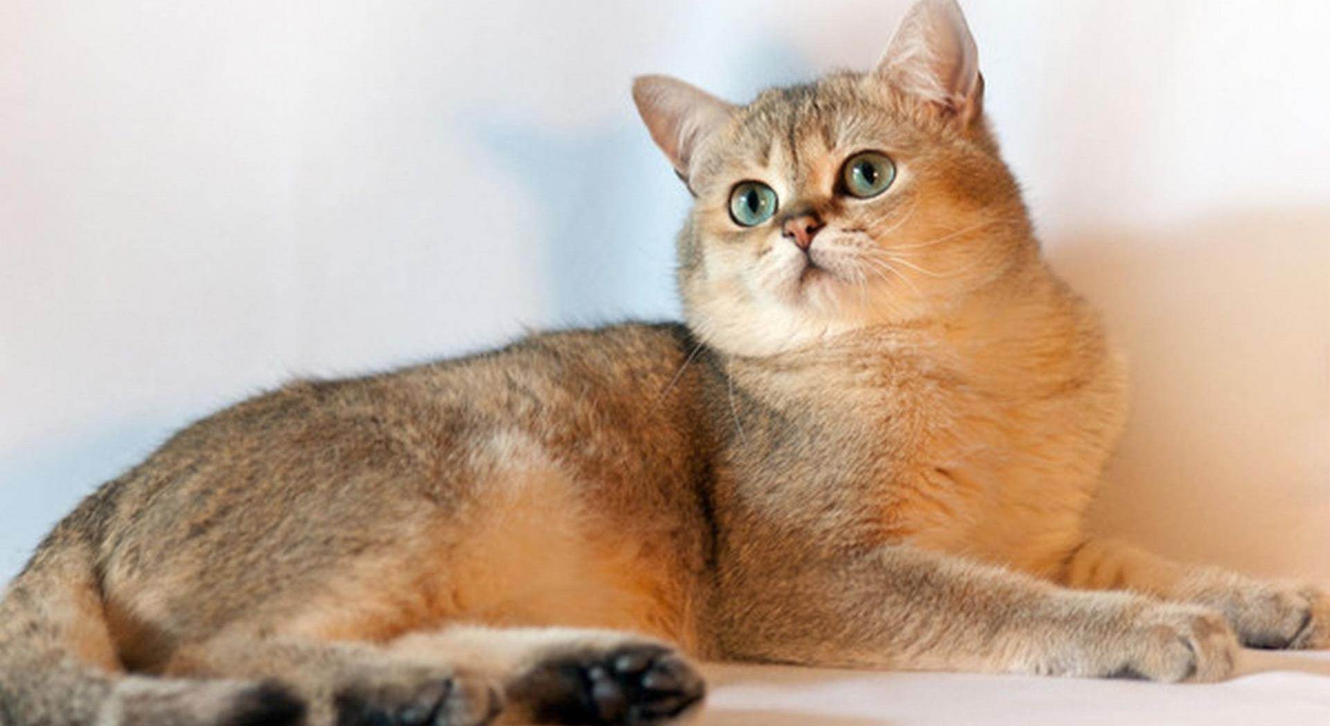 Кошки золотые шиншиллы: описание породы, характер, особенности ухода, история