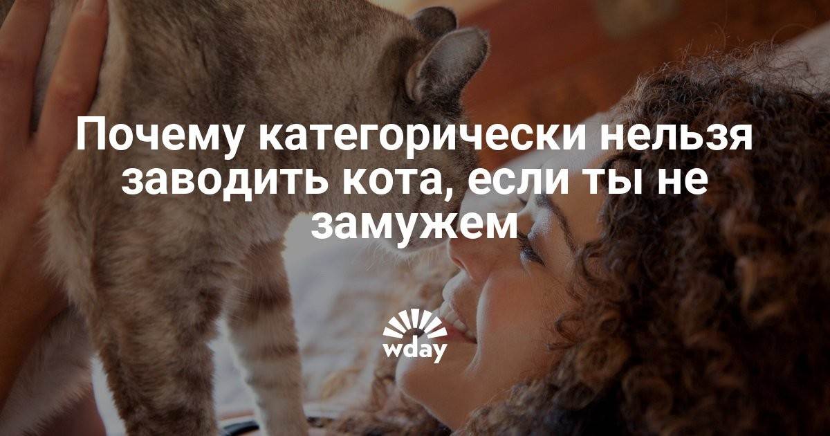 Почему нельзя целовать кошек? в чем кроется опасность?