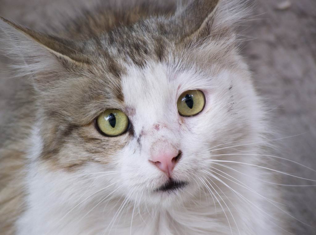 Кальцивироз у кошек: симптомы, лечение, истории владельцев