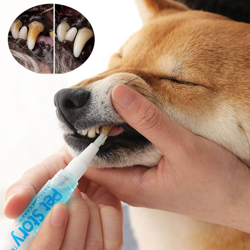 Зубной камень у собак: что такое, причины, удаление, препараты, цена | petguru