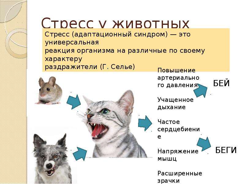 Порода кошек сфинкс: история, факты, характер, уход, фото сфинкса