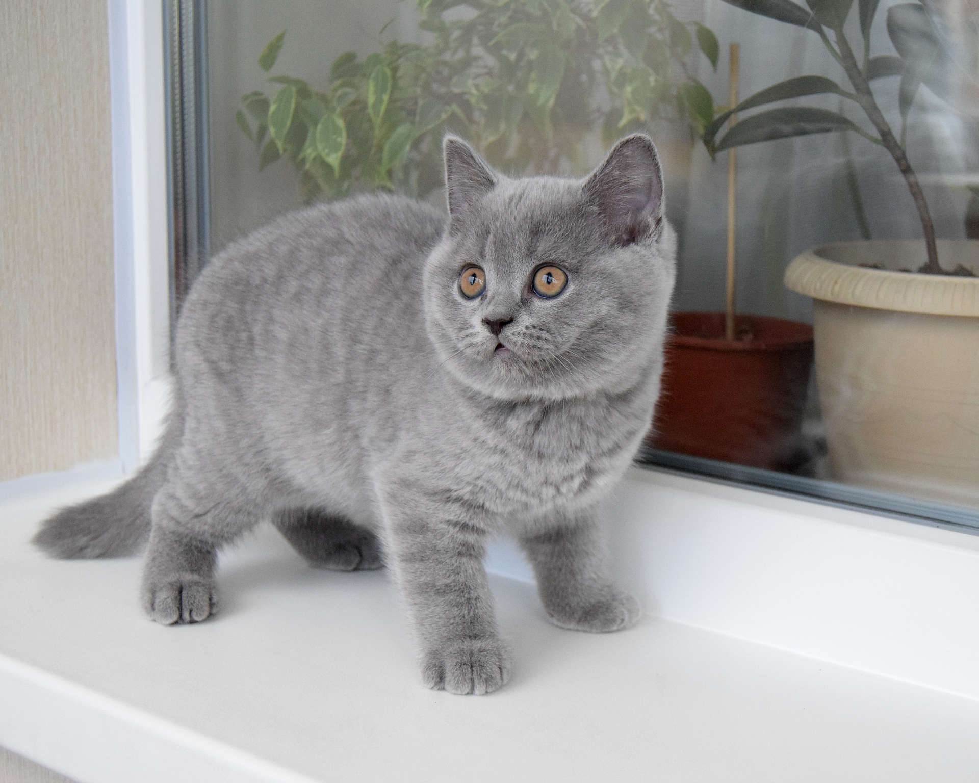 Разнообразие окрасов британских кошек: всё не заканчивается голубым