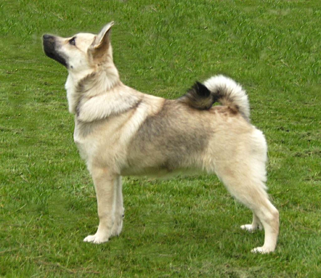 Норвежская лайка – охотничья порода: характеристика собаки – внешний вид, повадки, особенности ухода и содержания