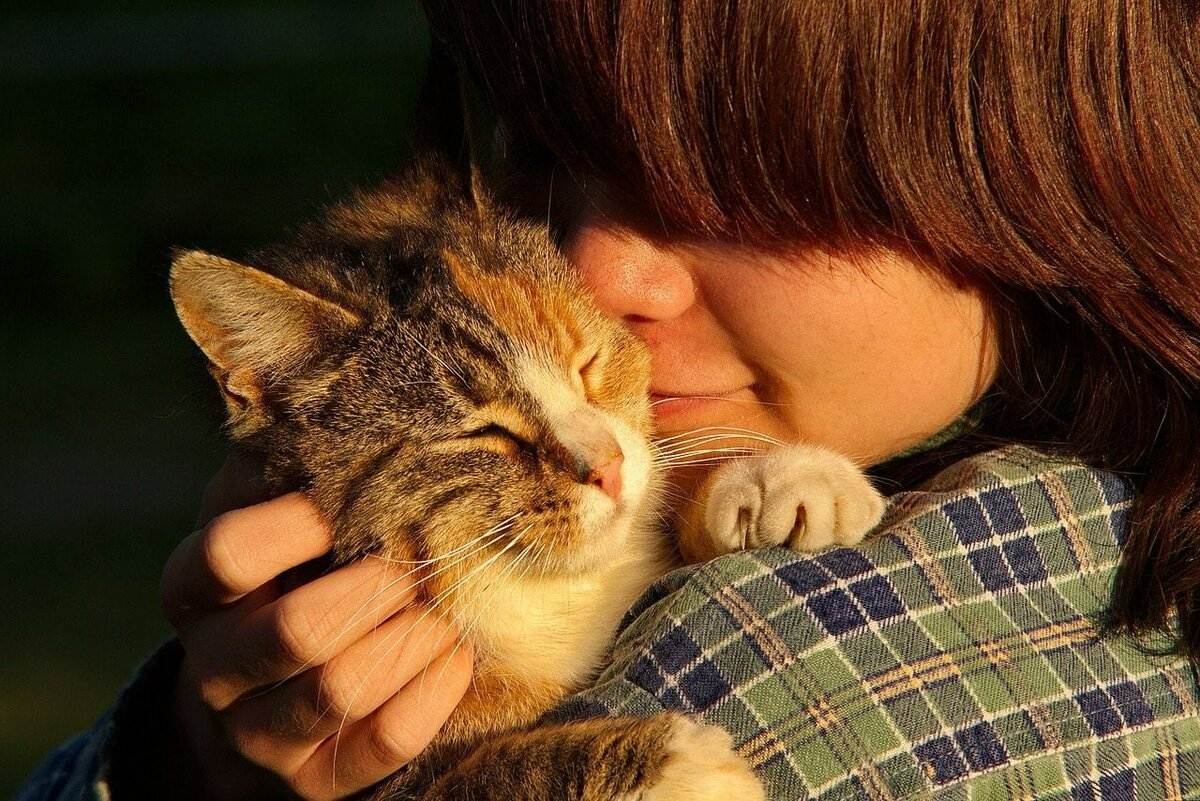 Как кошки выражают свою любовь к хозяевам