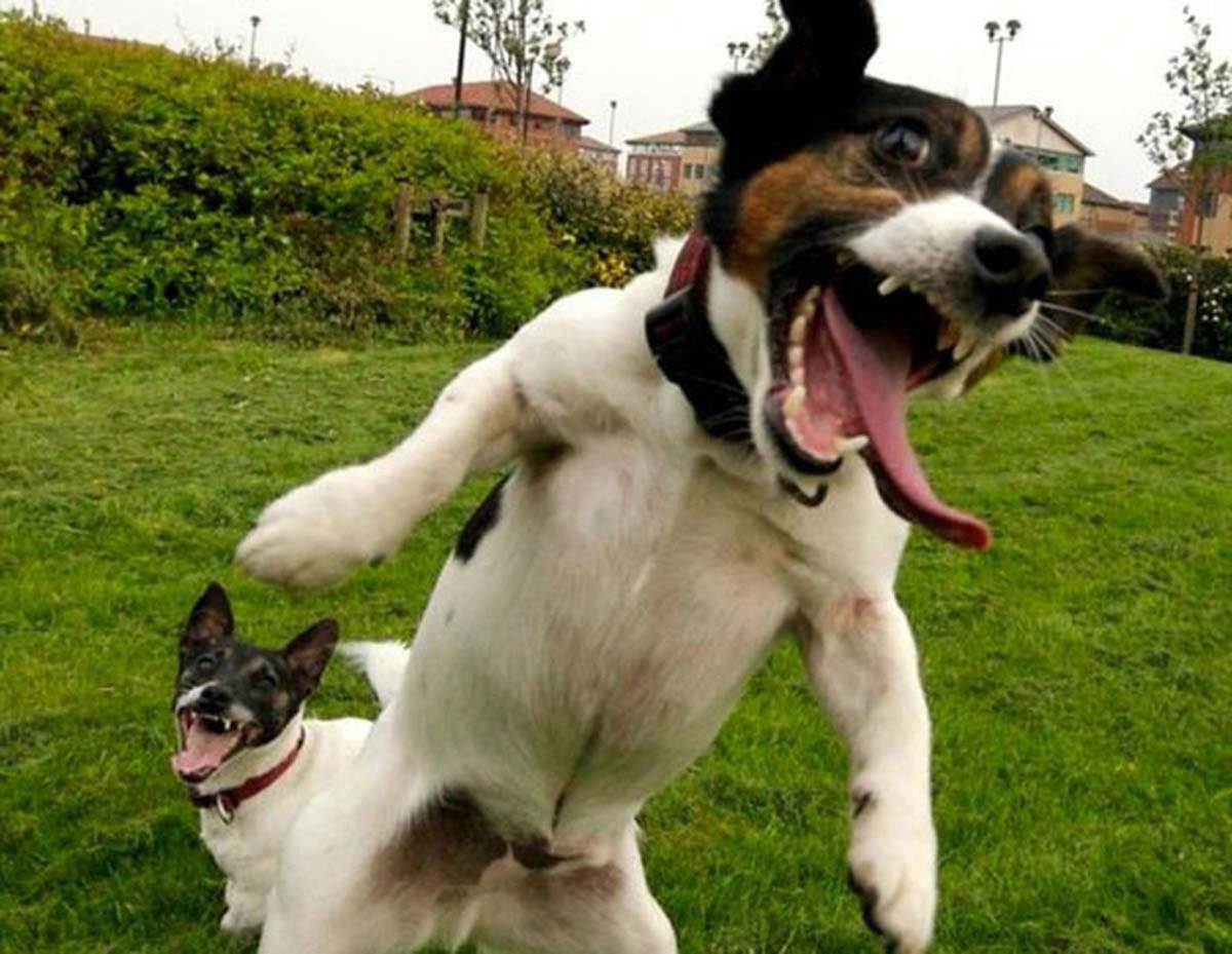 Смешные собаки: видео и фото | до слез