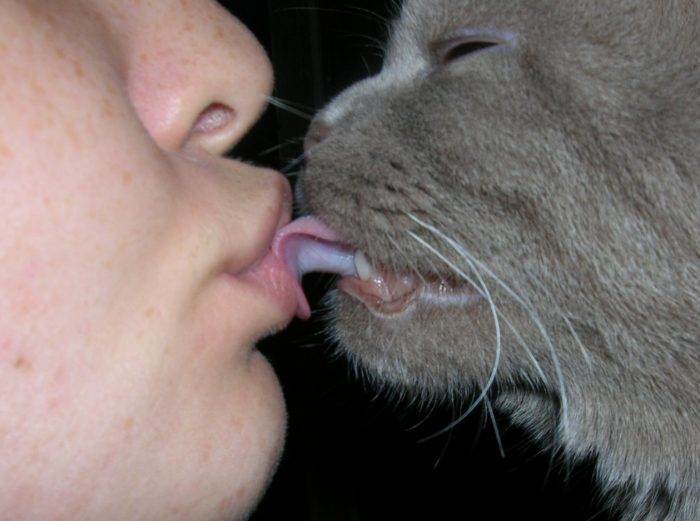 Что будет если целовать кошку: почему это запрещено и как это воспринимают коты