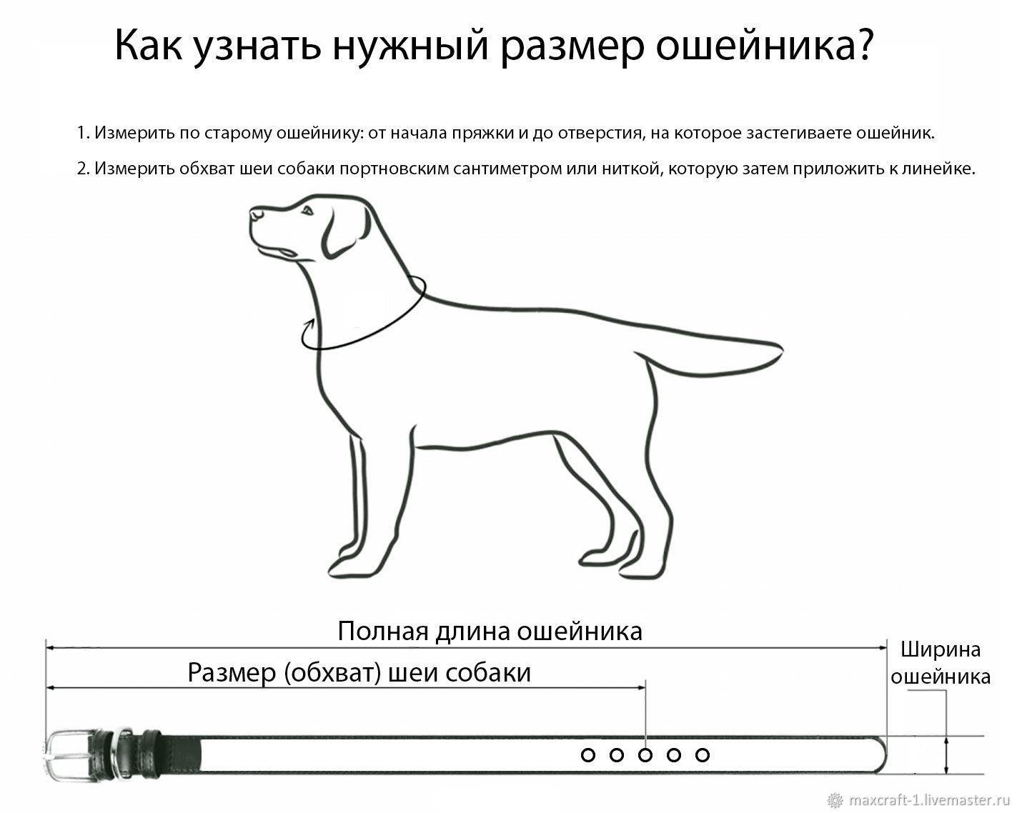 Как сделать ошейник для собаки своими руками — пошаговая инструкция, фото, видео