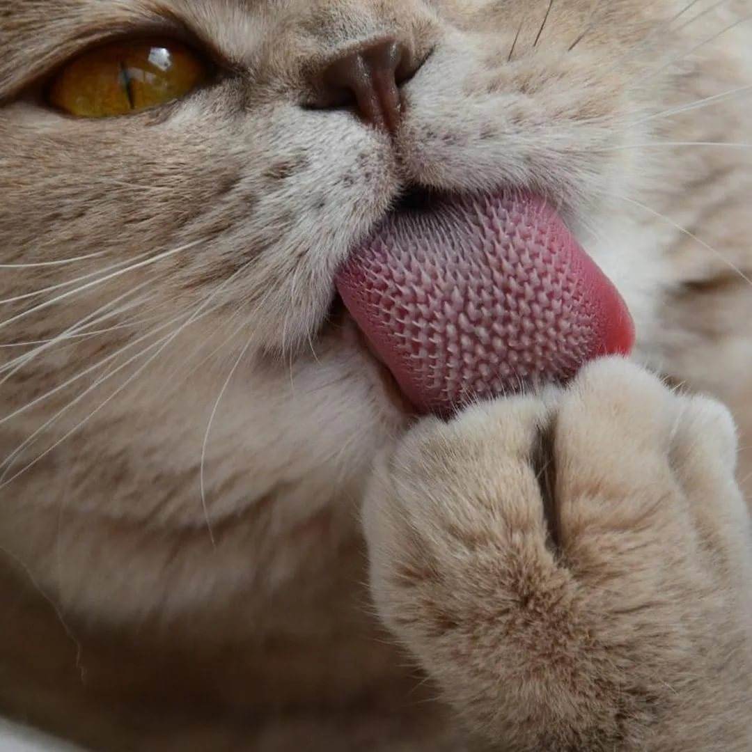 Зачем кошка высовывает кончик языка?