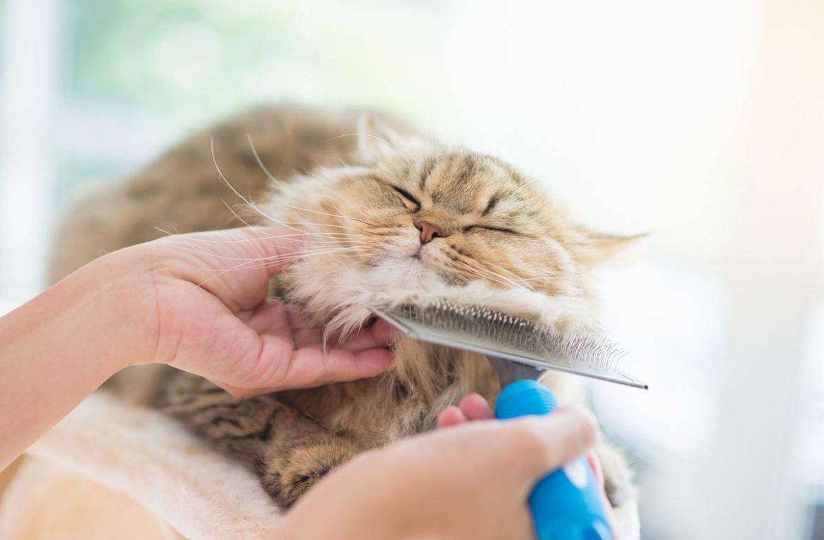 Как правильно ухаживать за шерстью кошки – типы шерсти кошек и особенности ухода, основные инструменты и правила