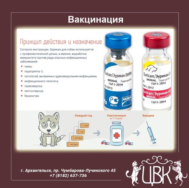 Прививки собакам по возрасту: таблица прививания, как собаки переносят прививку от бешенства - kotiko.ru