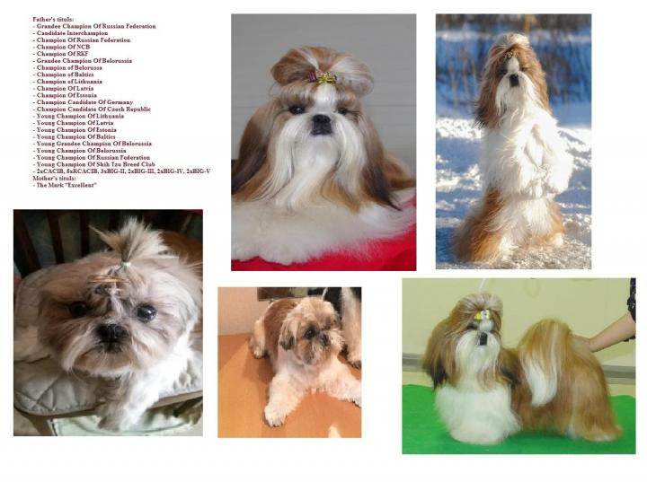 Ши-тцу: подробное описание породы собак с фото и видео