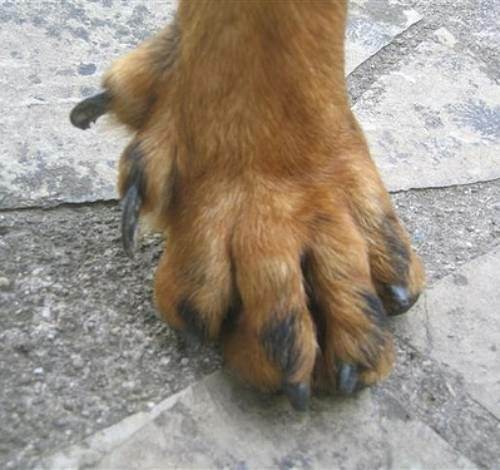 ᐉ пальцы у собак: сколько их на лапе, функциональность, возможные аномалии развития - kcc-zoo.ru