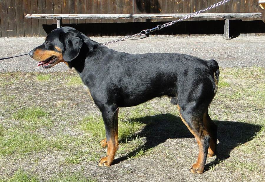 Австрийская гончая (брандлбракк): описание породы собак с фото и видео