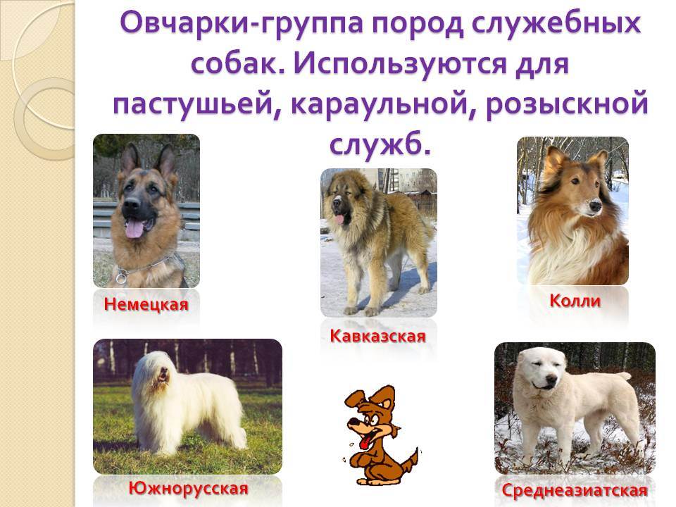 Русские породы собак