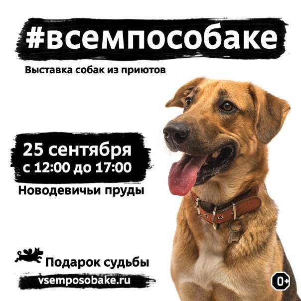 Выставка собак «россия»: яркие моменты и острые вопросы