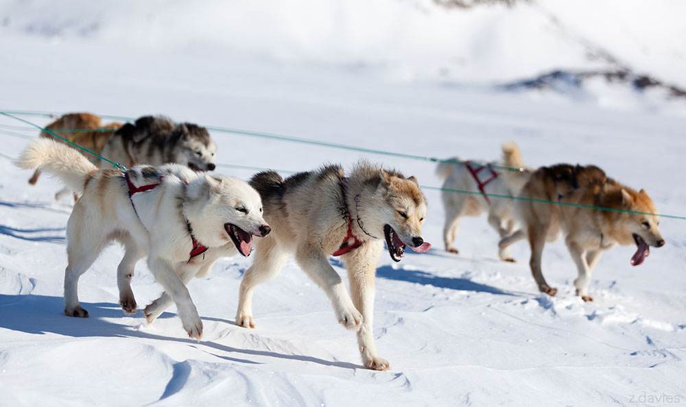 Гренландская собака: описание породы, характер, уход и отзывы владельцев :: syl.ru