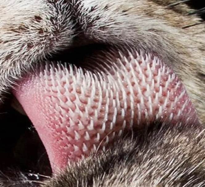 Как выглядит под микроскопом кошачий язык, почему он шершавый: описание и фото язычка кошки