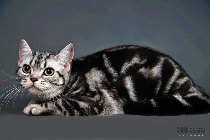 Американские жесткошерстные кошки: описание породы, характер, здоровье