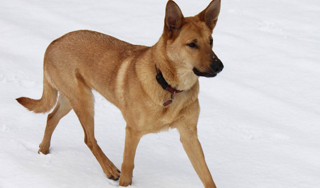 Топ-20 самых редких пород собак в мире ( + фото )